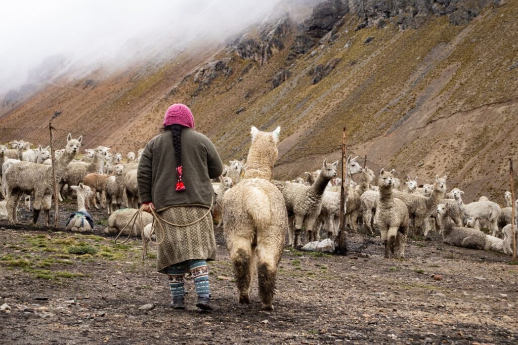 Pastor con un rebaño de alpacas en la sierra de Arequipa, Perú